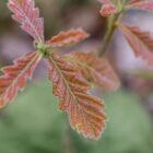 New growth on a Bur Oak tree in spring.