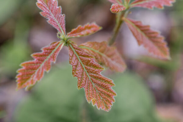 New growth on a Bur Oak tree in spring.
