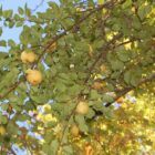 Kieffer Pear tree for sale.