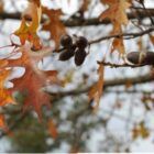 The Nuttal Oak is a staple for all natural deer ready land