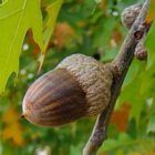A Pretty Large Acorn on a Nuttal Oak tree | Great deer food.