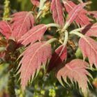 The San Calos Red Oak produces uniquely colored leaves