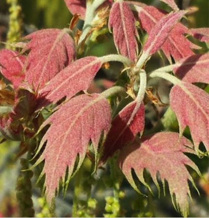 The San Calos Red Oak produces uniquely colored leaves