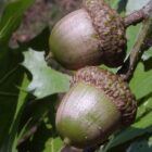 Growing and ripening acorns on a Shumard Oak for sale