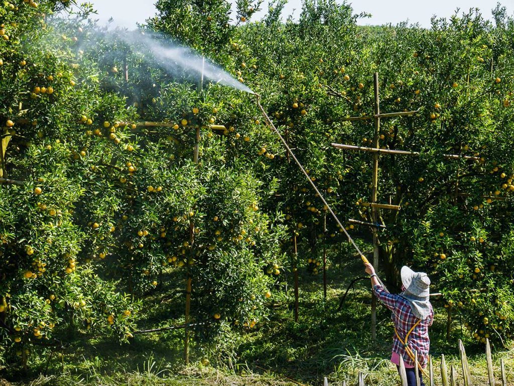 Fertilizing a Texas Fruit Tree