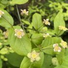 Strawberry bush for sale