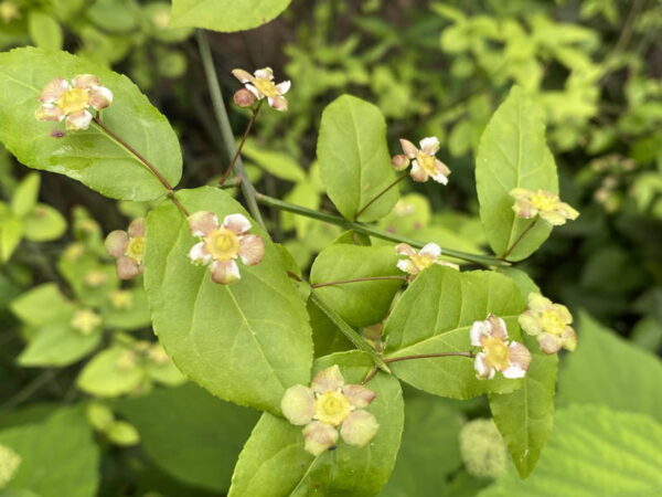 Strawberry bush for sale