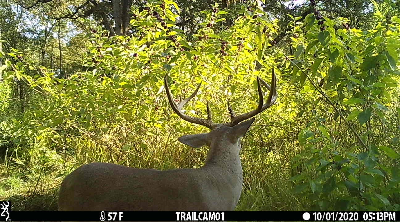 Deer caught foraging on hunting cameras large buck