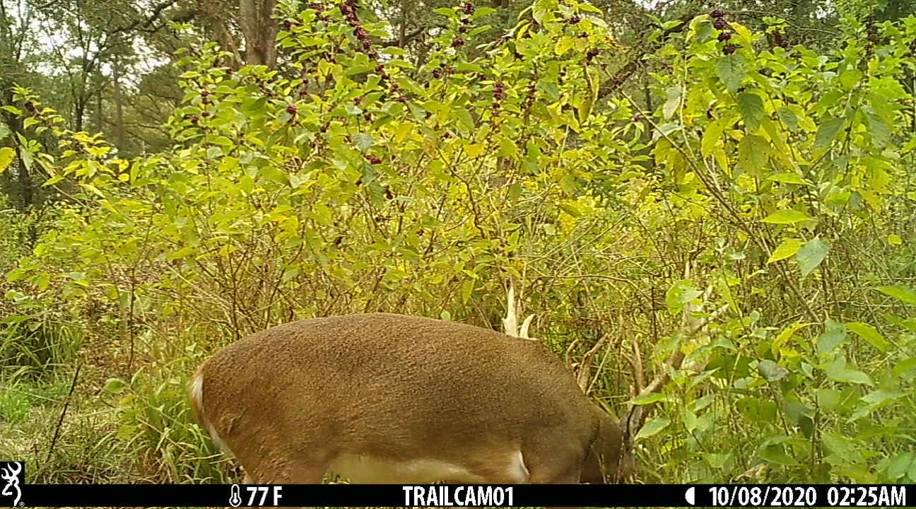 Deer caught foraging on hunting cameras
