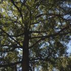 Mature Sawtooth Oak Tree with sun shinning through branches
