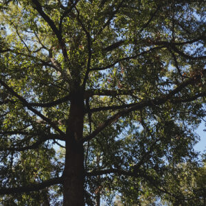 Mature Sawtooth Oak Tree with sun shinning through branches