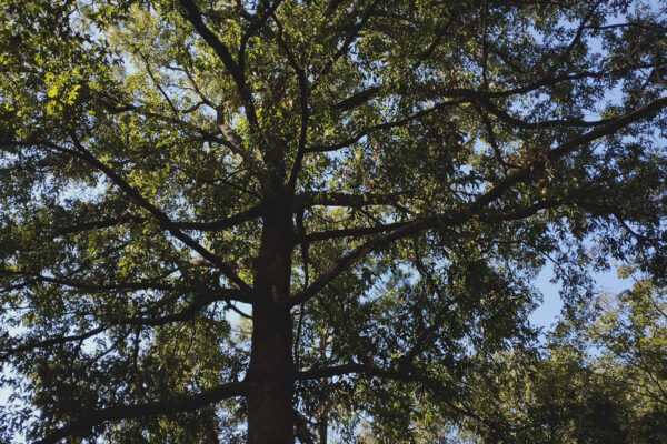 Mature Sawtooth Oak Tree with sun shinning through branches