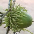 Sawtooth Oak Acorn Close Up