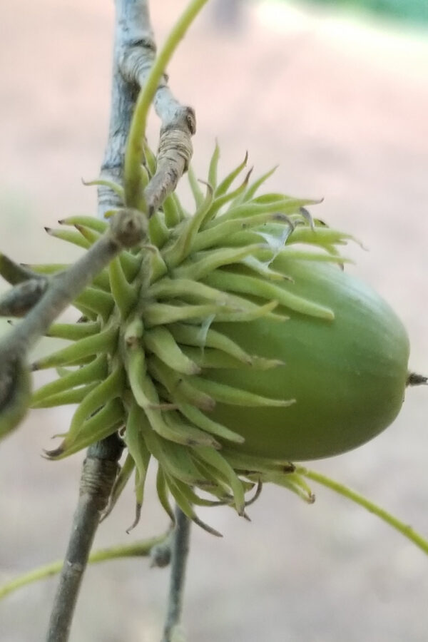 Sawtooth Oak Acorn Close Up