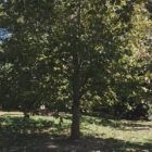 Swamp Chestnut Oak for Sale
