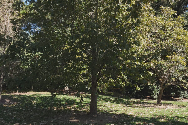 Swamp Chestnut Oak for Sale