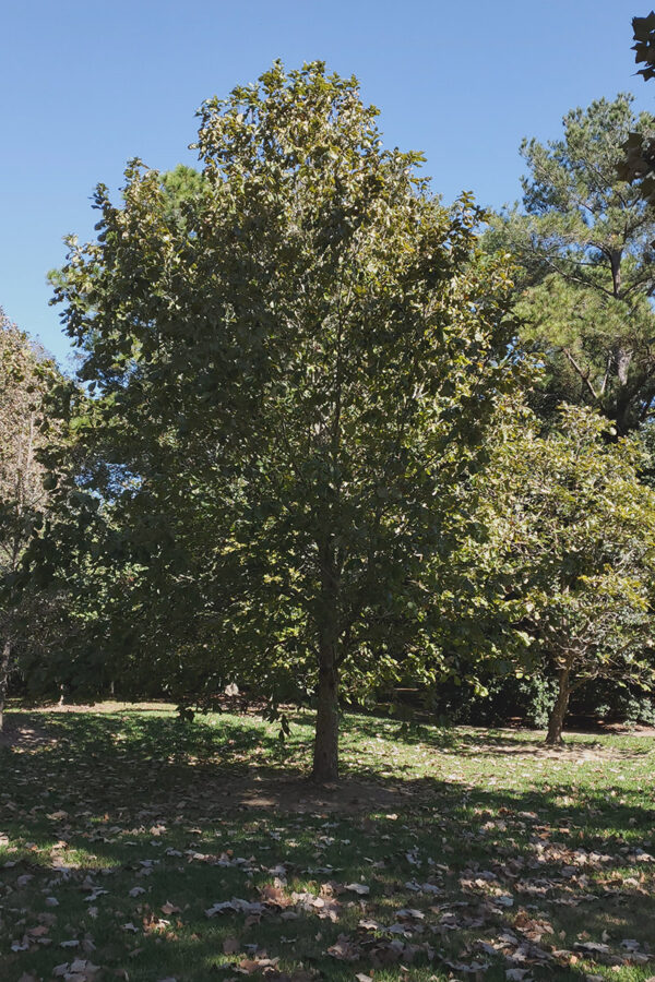 Swamp Chestnut Oak in the Spring