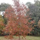 Swamp Chestnut Oak with brown leaves in the fall