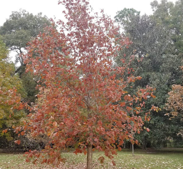 Swamp Chestnut Oak with brown leaves in the fall