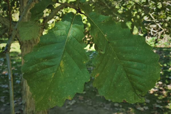 Swamp Chestnut Leaves Close Up