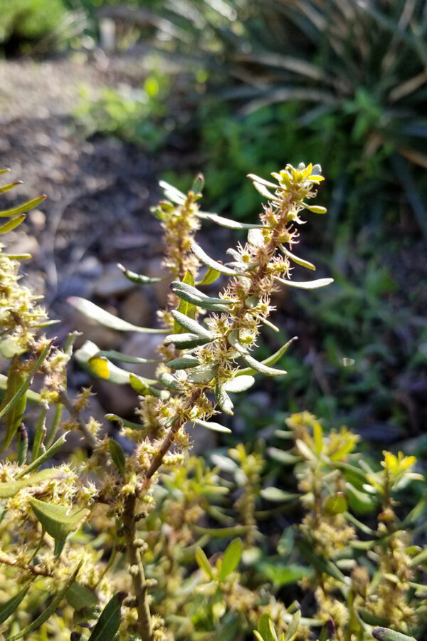 wax mertle