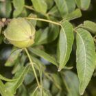 Native Pecans are the wild type, genetically diverse, easier-to-establish plants