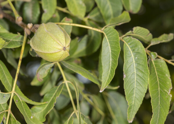 Native Pecans are the wild type, genetically diverse, easier-to-establish plants