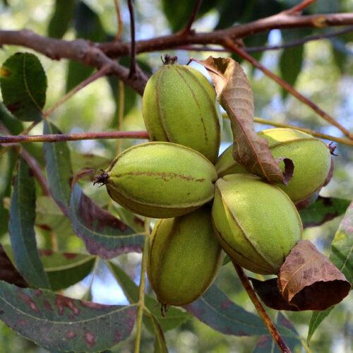 Dr Deer Pear Tree