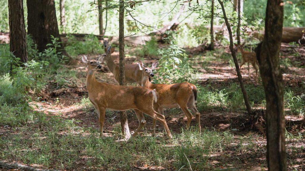 Why Soft Edges Matter to Deer | WildTree, providers of wildlife-preferred trees & shrubs