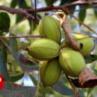 Raw pecan nuts (Carya illinoinensis) in green nutshell growing on the tree in the garden on sunny day.
