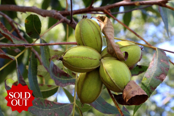 Raw pecan nuts (Carya illinoinensis) in green nutshell growing on the tree in the garden on sunny day.