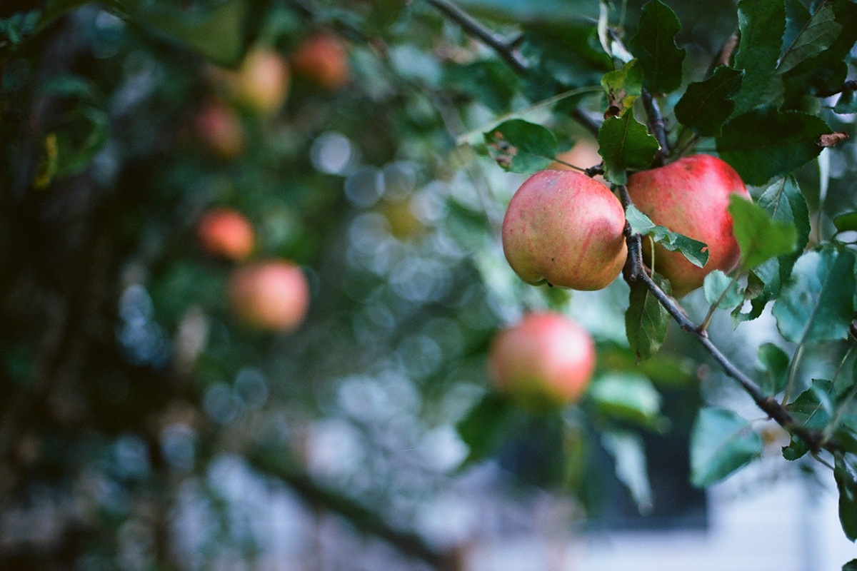 What Makes an Apple Tree a Good Choice for a Deer Food Plot?