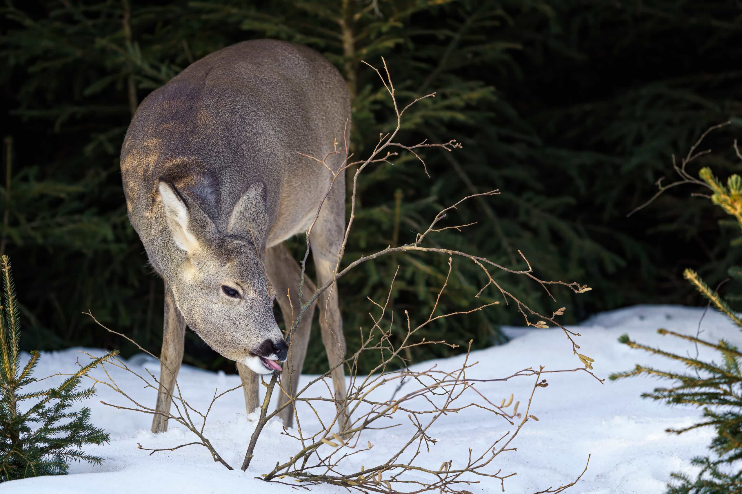 Deer Eats Grass Through the Winter | Wildtree, providers of wildlife-preferred trees & shrubs