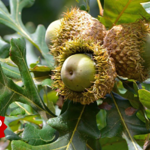 Bur Oak Tree for sale oak acorns