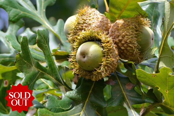 Bur Oak Tree for sale oak acorns
