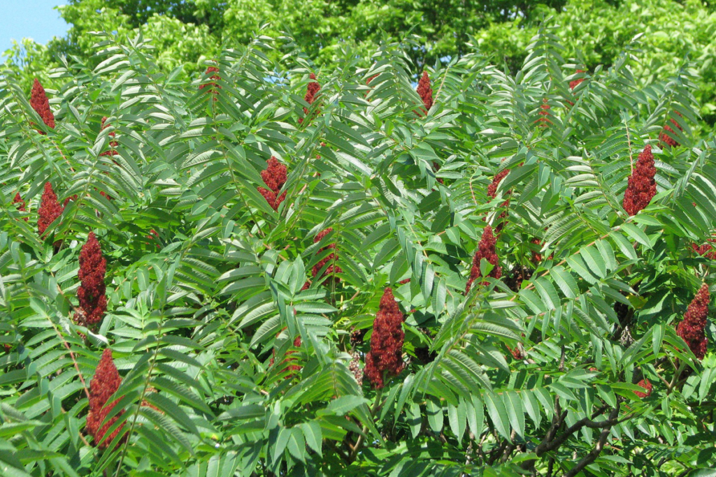 Smooth Sumac Buy Smooth Sumac Trees At Wildtree smooth-sumac-buy-smooth-sumac-trees-at-wildtree