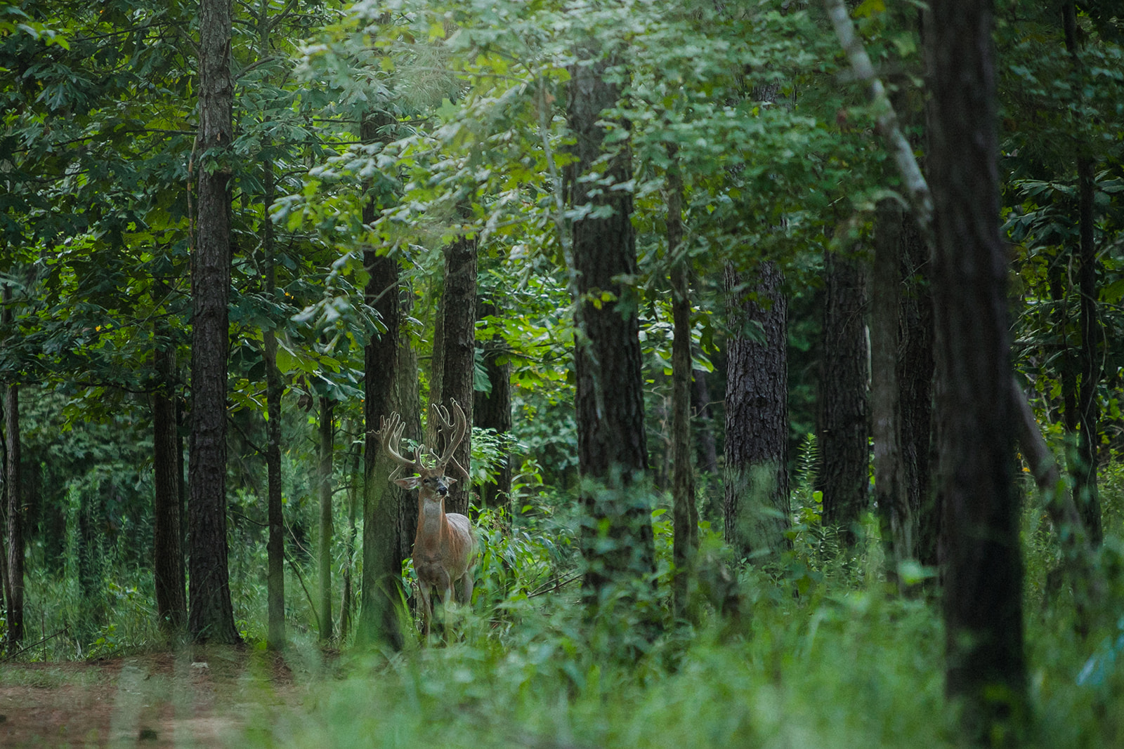 Buck Forage, Wildtree Partnership Excites Hunters