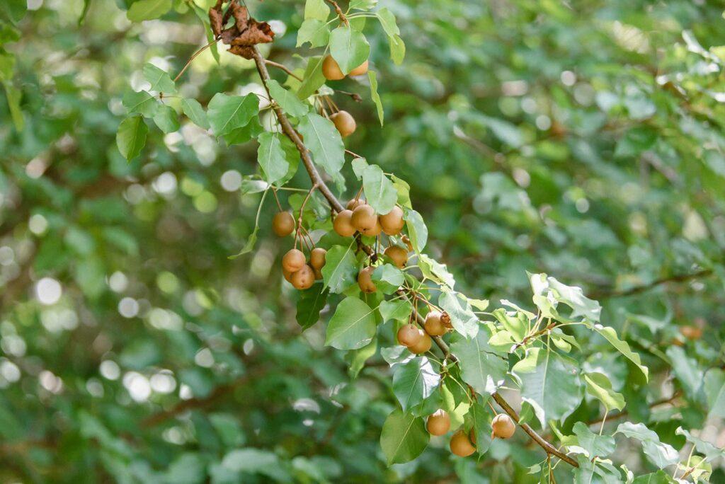 Deer eating pears | Wildtree, providers of wildlife-preferred trees & shrubs