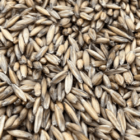 Sendero Grazer is a three-way combination of our early forage producing Harrison oat