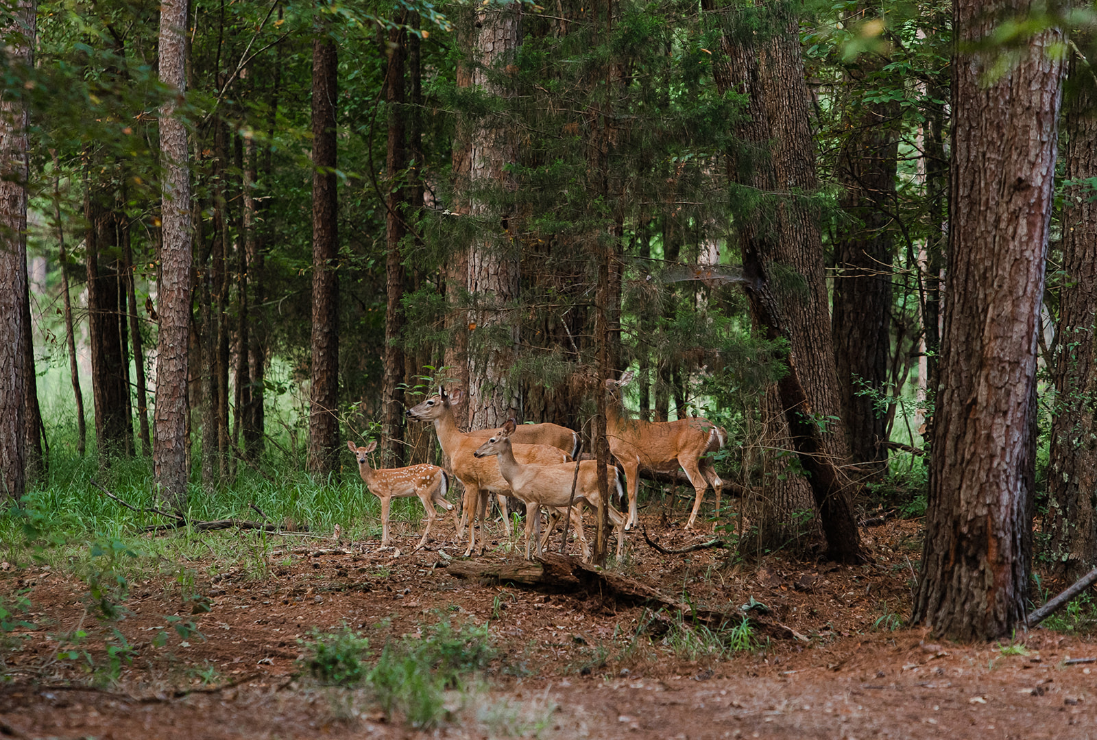 Tracking Deer Movement Patterns on Your Property
