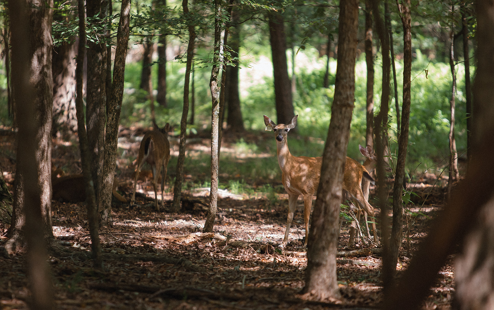 Tracking deer movement | Wildtree, providers of wildlife-preferred trees & shrubs