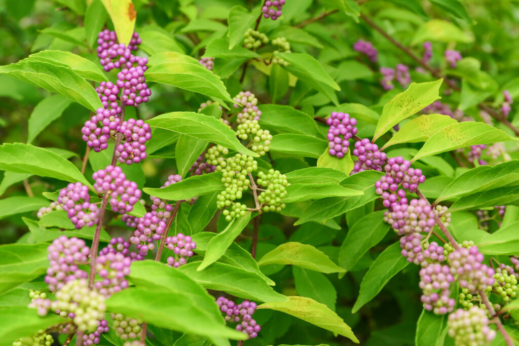 American Beautyberry | Wildtree, providers of wildlife-preferred trees & shrubs