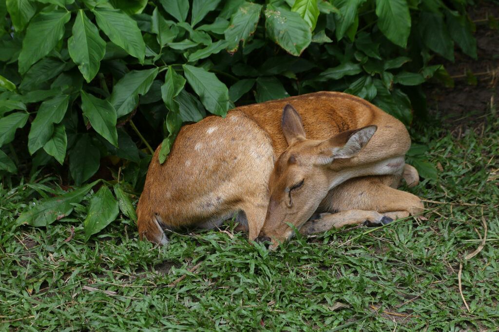 Deer Bedding Areas | Wildtree, providers of wildlife-preferred trees & shrubs
