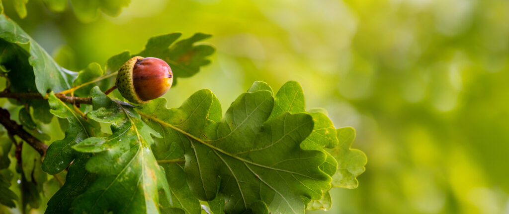 Oak tree | Wildtree, providers of wildlife-preferred trees & shrubs