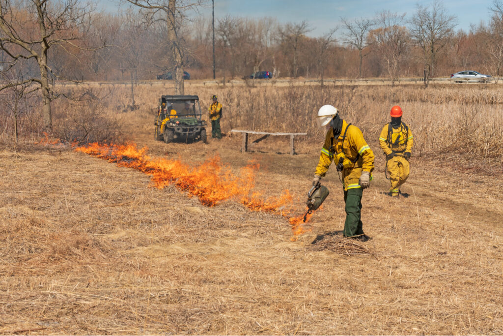 Controlled burns | Wildtree, providers of wildlife-preferred trees & shrubs