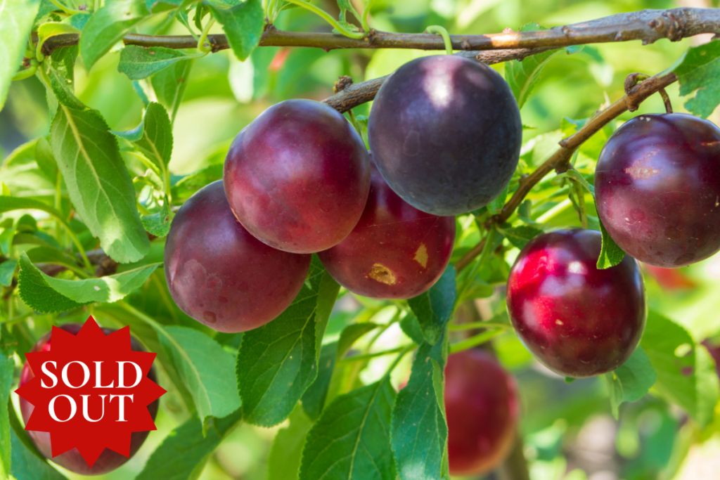 Methley Plum Tree For Sale Attract Deer To Your Land Wildtree