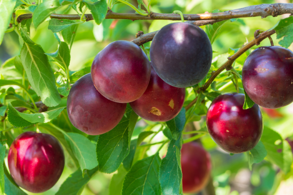 Methley Plum Tree For Sale | Attract Deer To Your Land- Wildtree