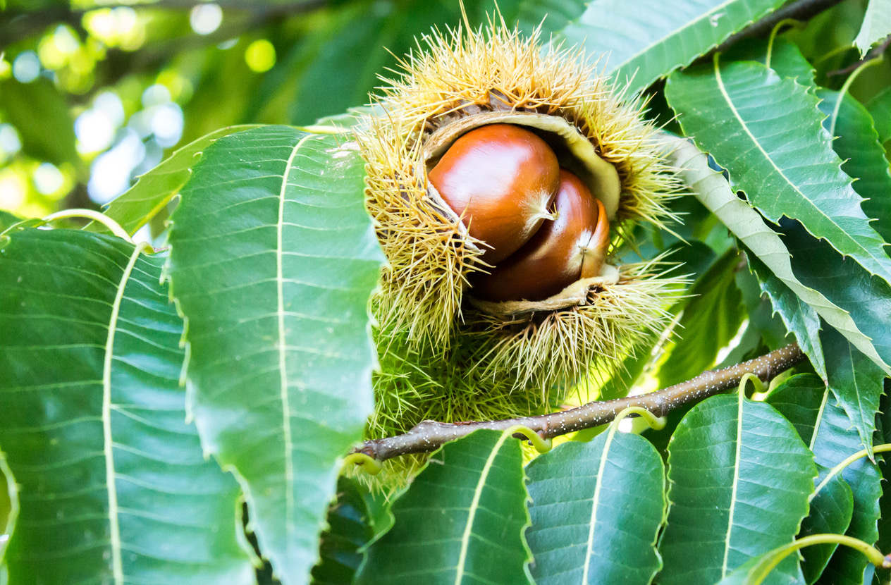 Reasons why you should plant Mulberry trees for wildlife
