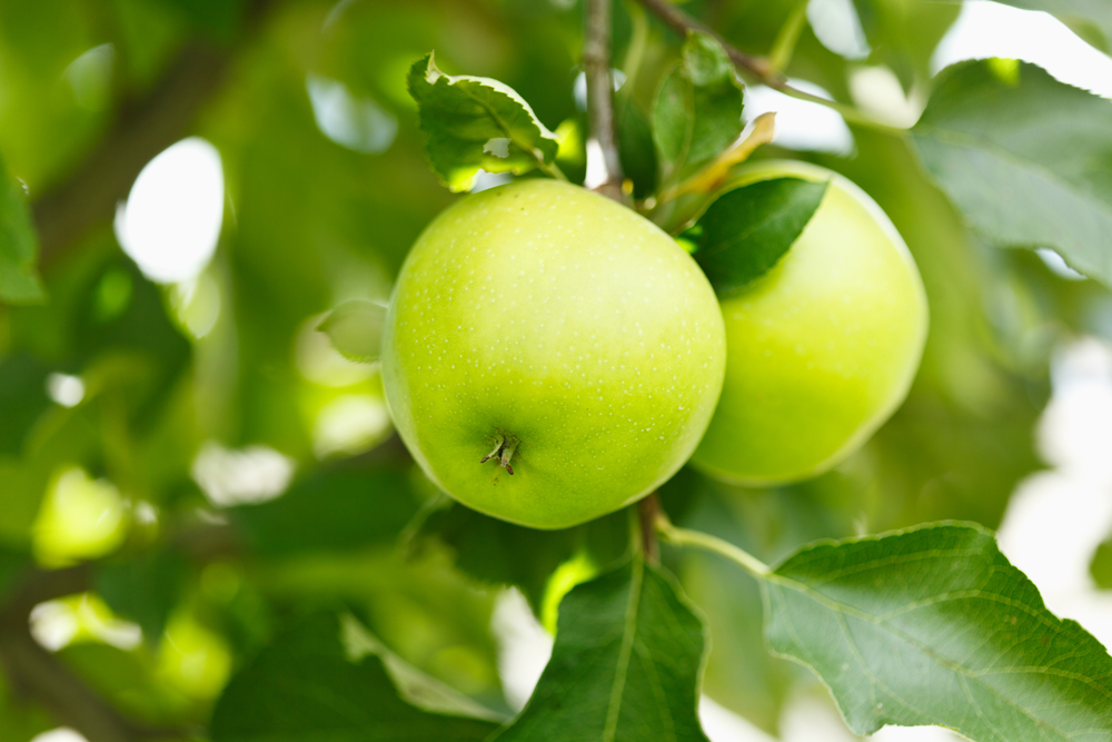 Do People Crossbreed Ein Shemer Apples?